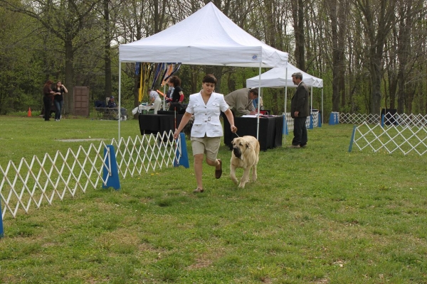 Fall Creek Diva- "Tatyana"s debut at the American Rare Breed Association Dog Shows  April 14-15-2012
Manalapan New Jersey U.S.A.
Keywords: 2012 Tatyana,Natalia, Brando, De Niro, Pacino