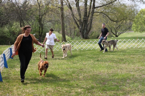 Fall Creek Diva- "Tatyana"s debut at the American Rare Breed Association Dog Show 
The shows were held in Manalapan New Jersey U.S.A.
Keywords: 2012Tatyana,Natalia, Brando, De Niro, Pacino