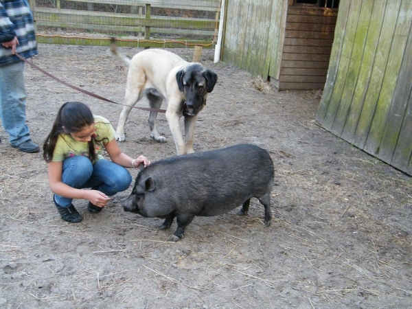 Angie, Sophia and De Niro
Angelina petting Sophia, while De Niro cries to get Sophia's attention.
Keywords: pacino de niro angie