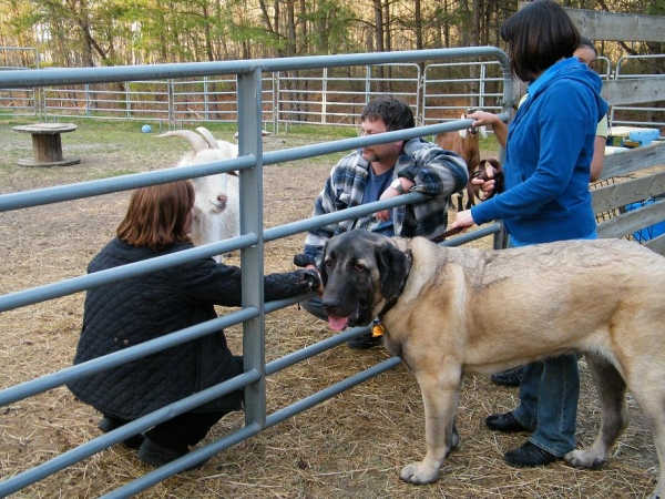 The Goats enclosure
Here we have Lena and Ron the farm owners in with the Goats.
Keywords: pacino de Niro pets