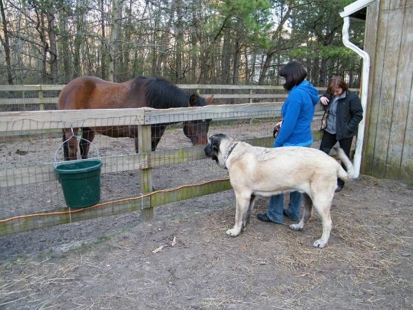 De Niro meets the Horse
Here De Niro is meeting Cajun ,one of the two horses.
Keywords: pacino de niro