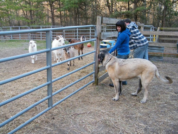 De Niro meets the farm animals April 5, 2009
On Sunday 4-6-09, we had an opportunity to let De Niro meet some farm animals. They belong to my hubby's friends.There were two horses, four goats and a pot-belly pig. De Niro was intially afraid, and barked at them. After a short while he calmed down and went up to the enclosures. He even went nose-to-nose with Sophia the Pig..
Keywords: pacino de niro