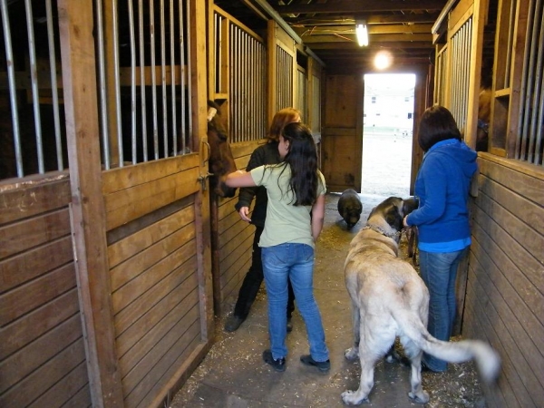 De Niro in barn # 2
Here comes Sophia
Keywords: pacino Sophia, De Niro