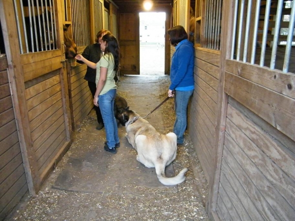 De Niro in the Barn
Here De Niro lays down to get aquainted with Sophia
Keywords: pacino de Niro pig Sophia