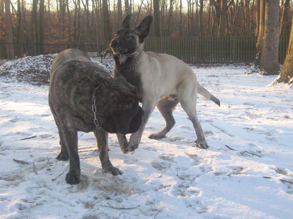 Brando and De Niro playing with a twig 01-16-09
De Niro is all ears, LOL !
Keywords: snow nieve norma pacino tatyana deniro brando