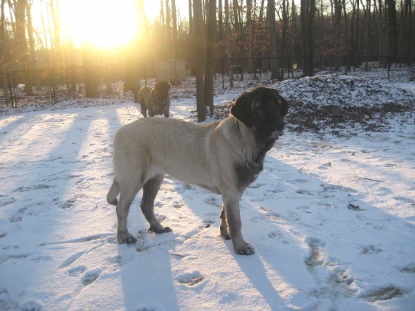 Brando behind De Niro 01-16-09
Keywords: snow nieve norma pacino tatyana deniro brando