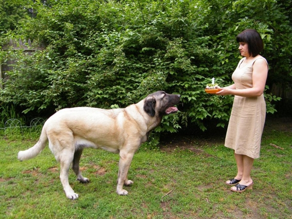 Mom and De Niro aka Bobby D with his cake
Keywords: norma pacino tatyana deniro brando