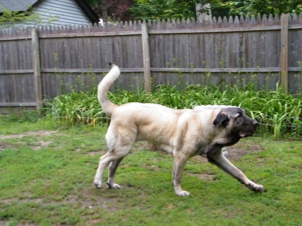 De Niro on his 1st birthday one Happy pup !
Keywords: norma pacino tatyana deniro brando