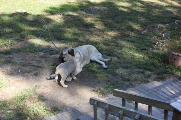 De Niro getting kisses from Tatyana
Keywords: norma pacino tatyana deniro brando