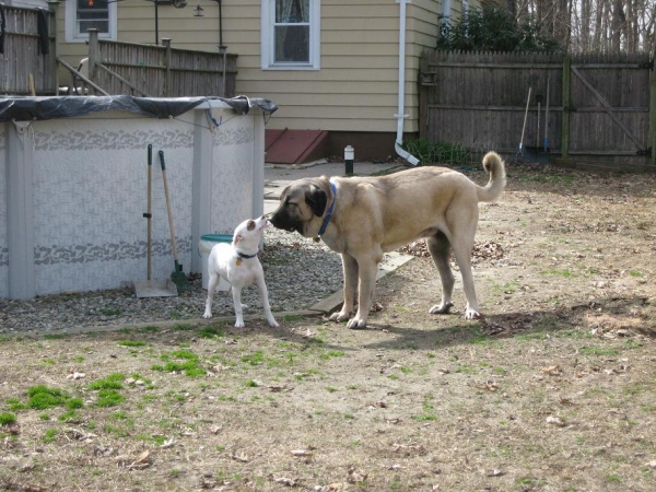 My Brother's dog Rocky getting to know De Niro
Nøkkelord: norma pacino tatyana deniro brando