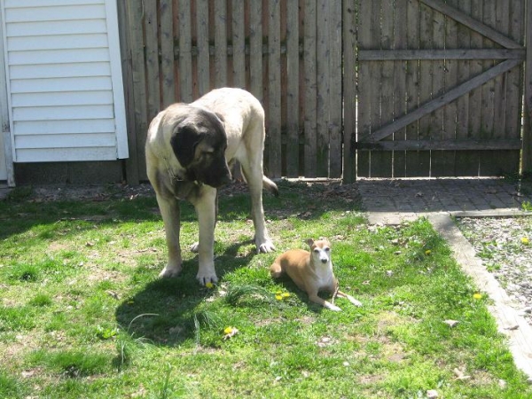 De Niro and Natalia
De Niro looking at his I.G. sister, Natalia on 4-24-09
Keywords: pet norma pacino tatyana deniro brando