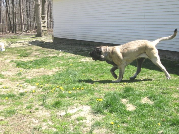 De Niro and the Butterfly
De Niro is trying to catch a white Butterfly in our yard on 4-24-09
Keywords: norma pacino tatyana deniro brando