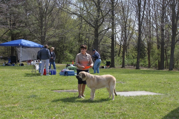 Fall Creek Diva- "Tatyana"s debut at the American Rare Breed Association Dog Shows  April 14-15-2012
Keywords: 2012 Tatyana,Natalia, Brando, De Niro, Pacino