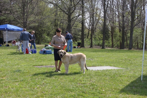 Fall Creek Diva- "Tatyana"s debut at the American Rare Breed Association Dog Shows  April 14-15-2012
Keywords: 2012 Tatyana,Natalia, Brando, De Niro, Pacino