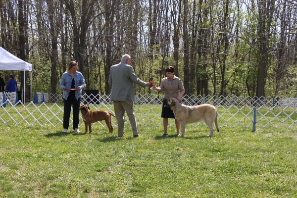 Fall Creek Diva- "Tatyana"s debut at the American Rare Breed Association Dog Shows  April 14-15-2012
Keywords: 2012 Tatyana,Natalia, Brando, De Niro, Pacino