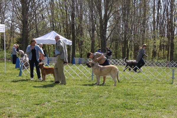 Fall Creek Diva- "Tatyana"s debut at the American Rare Breed Association Dog Shows  April 14-15-2012
Keywords: 2012 Tatyana,Natalia, Brando, De Niro, Pacino