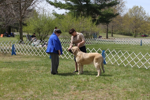 Fall Creek Diva- "Tatyana"s debut at the American Rare Breed Association Dog Shows  April 14-15-2012
Keywords: 2012 Tatyana,Natalia, Brando, De Niro, Pacino