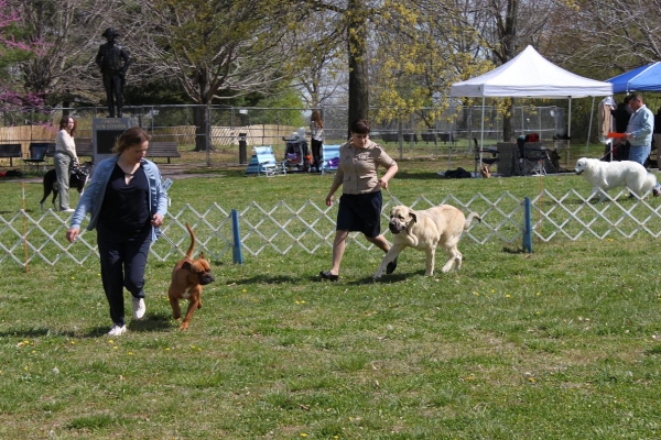 Fall Creek Diva- "Tatyana"s debut at the American Rare Breed Association Dog Shows  April 14-15-2012
Keywords: 2012 Tatyana,Natalia, Brando, De Niro, Pacino