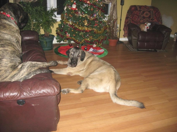 Brando and De Niro near the Xmas tree 
Keywords: pet norma pacino tatyana niro brando