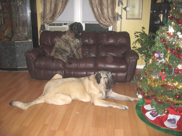 Brando and De Niro near the Xmas tree 
Keywords: pet norma pacino tatyana niro brando