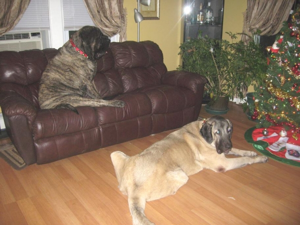 De Niro and Brando near the Xmas tree 
Keywords: pet norma pacino tatyana niro brando