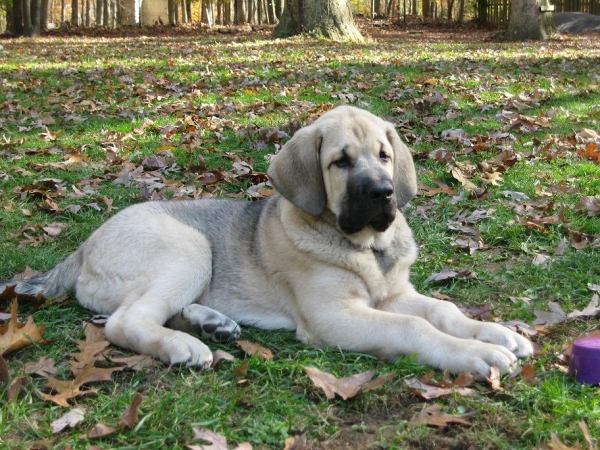 Fall Creek Farm Diva- Tatyana at 14 weeks 11-07-11
الكلمات الإستدلالية(لتسهيل البحث): norma pacino tatyana deniro brando