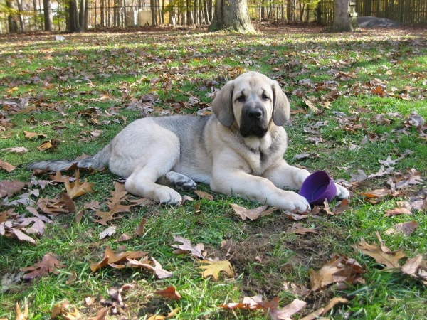 Fall Creek Farm Diva- Tatyana at 14 weeks 11-07-11
Keywords: norma pacino tatyana deniro brando