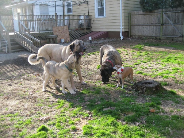 Natalia, Brando, De Niro and Tatyana  December 4 , 2011
My  k-9 fur-kids
Keywords: pet norma pacino tatyana niro brando