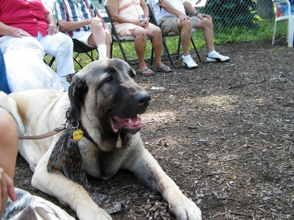 De Niro at the dog park
Keywords: norma pacino tatyana niro brando