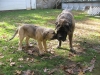 CHEWING_on_Brando_11-07-11.JPG