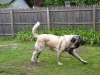 DeNiro_s_First_Birthday_6-8-09_009edit_De_Niro_running.JPG