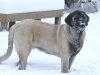 Filename=tito_,_snow_pictures_3-4-09_021edit_snow_muzzle.JPG
Filesize=115KiB
Dimensions=912x684
Date added=%639 %05, %2009 tito_,_snow_pictures_3-4-09_021edit_snow_muzzle.JPG