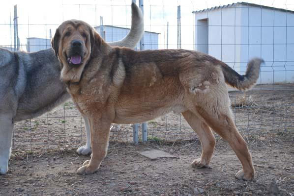 LINTO DE TORREANAZ   24 MESES
