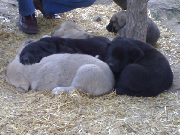 CAMADA PINARES DEL CEGA
Keywords: puppyspain puppy cachorro