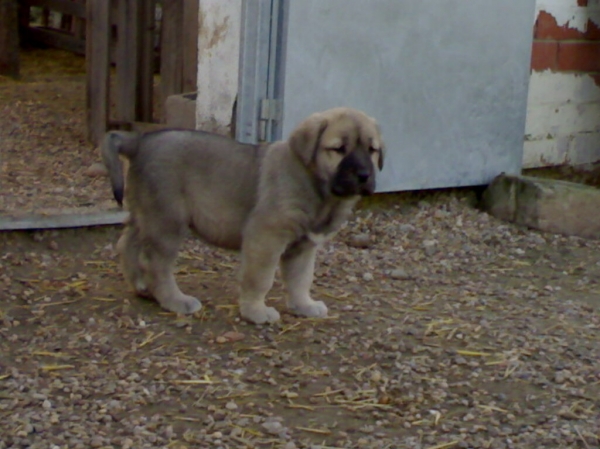 BRIZNA DE PINARES DEL CEGA
30 DIAS
Keywords: puppyspain puppy cachorro