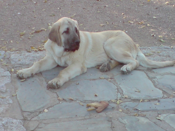 CACHORRO LEÑO DE FUENTE MIMBRE x TOÑA
