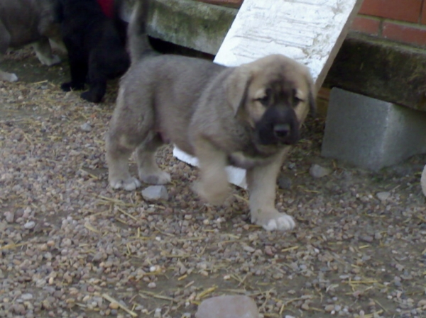 CALCETINES DE PINARES DEL CEGA
CACHORRO 30 DÍAS
Keywords: puppyspain puppy cachorro