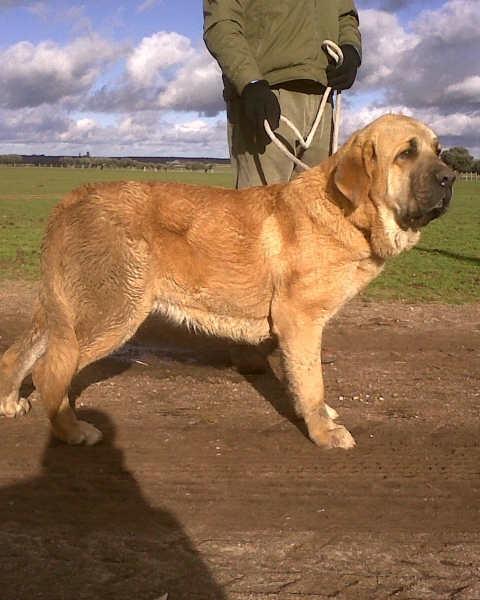 GALILEO DE TORREANAZ ( NILO DE CAMPOLLANO x  TINA DE BABIA)
