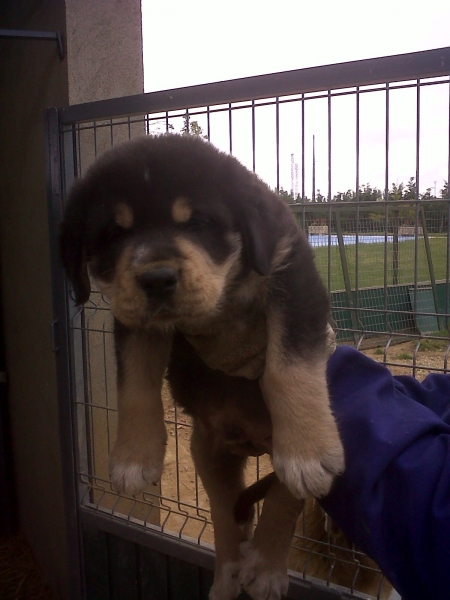 CACHORRO LINTO DE TORREANAZ x LEONA DE TORRESTÍO
