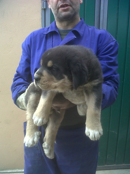 CACHORRO LINTO DE TORREANAZ x LEONA DE TORRESTÍO
