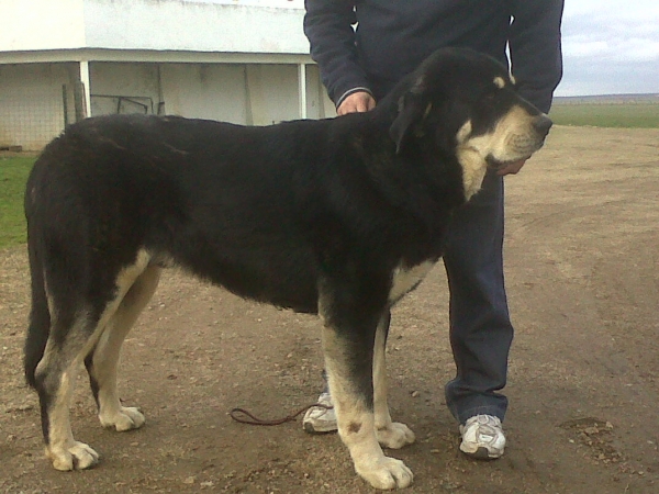 DUNCAN DE T. ÓRBIGO (14 meses) CH. DUQUE DE RECIECHO X BIMBA T.O. 
