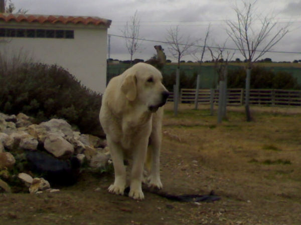 JACA DE VALDEJERA (alias LUNA)
20 meses
Keywords: pinaresdelcega