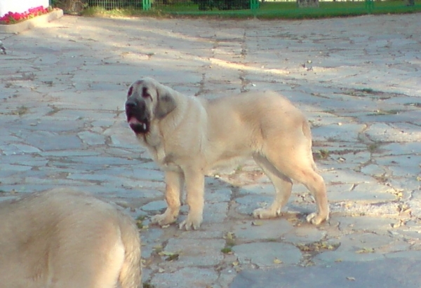 CACHORRO LEÑO DE FUENTE MIMBRE x TOÑA
