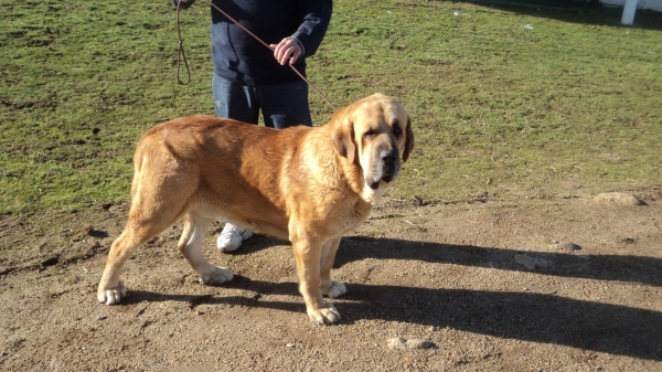 GALILEO DE TORREANAZ ( NILO DE CAMPOLLANO x  TINA DE BABIA)
