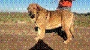 LINTO_2011__BIS.GIF