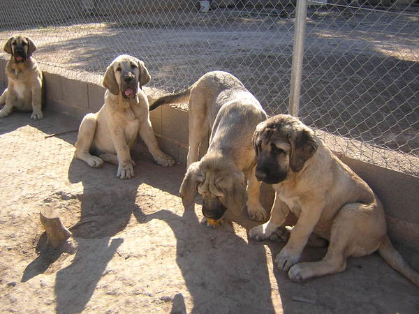 Leona II and brothers
Keywords: Ernesto - Spain