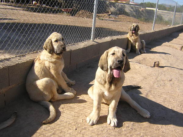 Leona II and brothers
Keywords: Ernesto - Spain