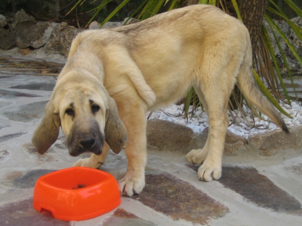 Leona II - 4 months old
Keywords: Ernesto - Spain