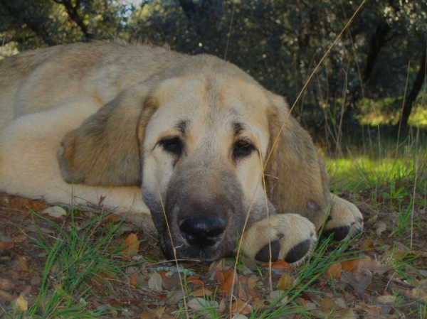 Leona II - 4 months old
Keywords: Ernesto - Spain