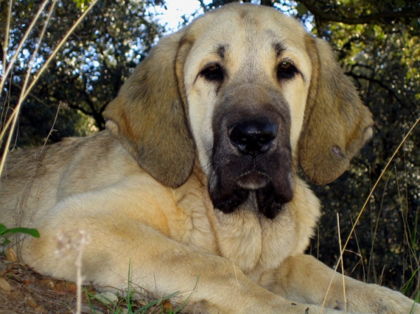 Leona II - 4 months old
Keywords: Ernesto - Spain